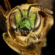 Image of Bicolored Agapostemon