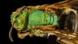 Image of Bicolored Agapostemon