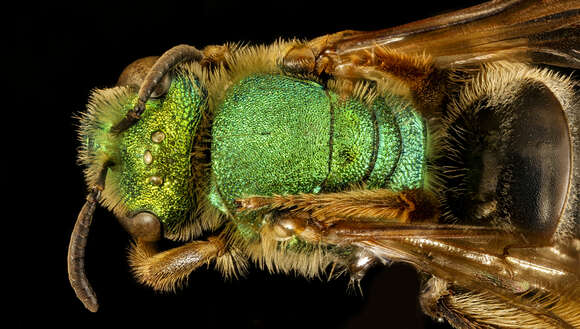 Image of Bicolored Agapostemon