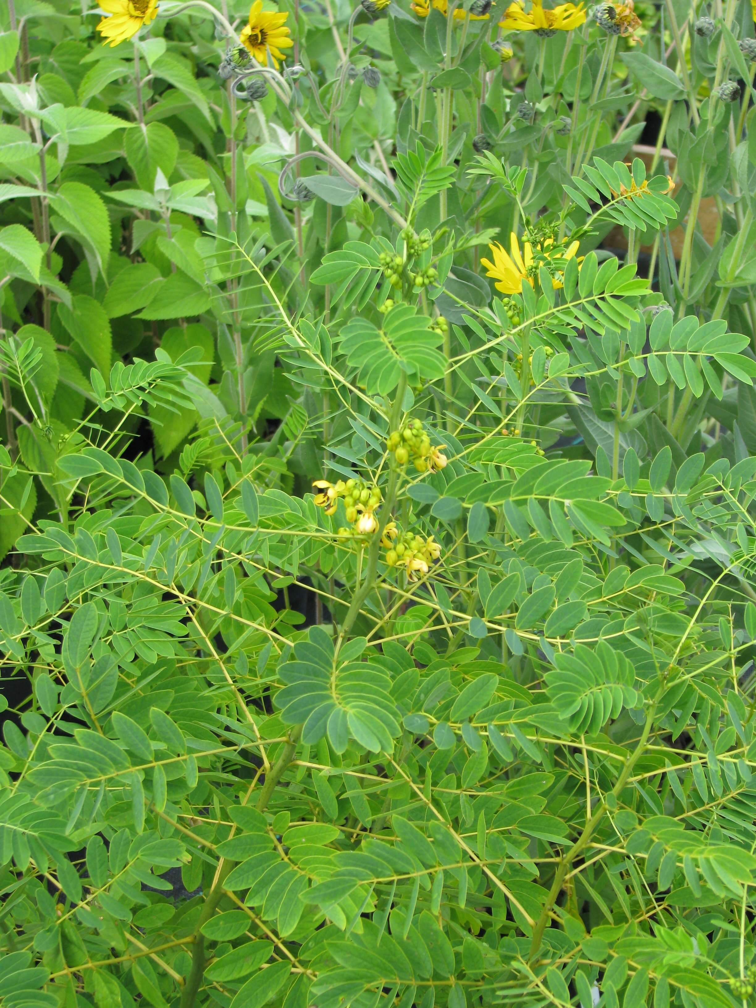 Image of American senna