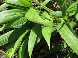 Image of bigleaf bristlegrass