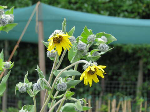 Image of ashy sunflower