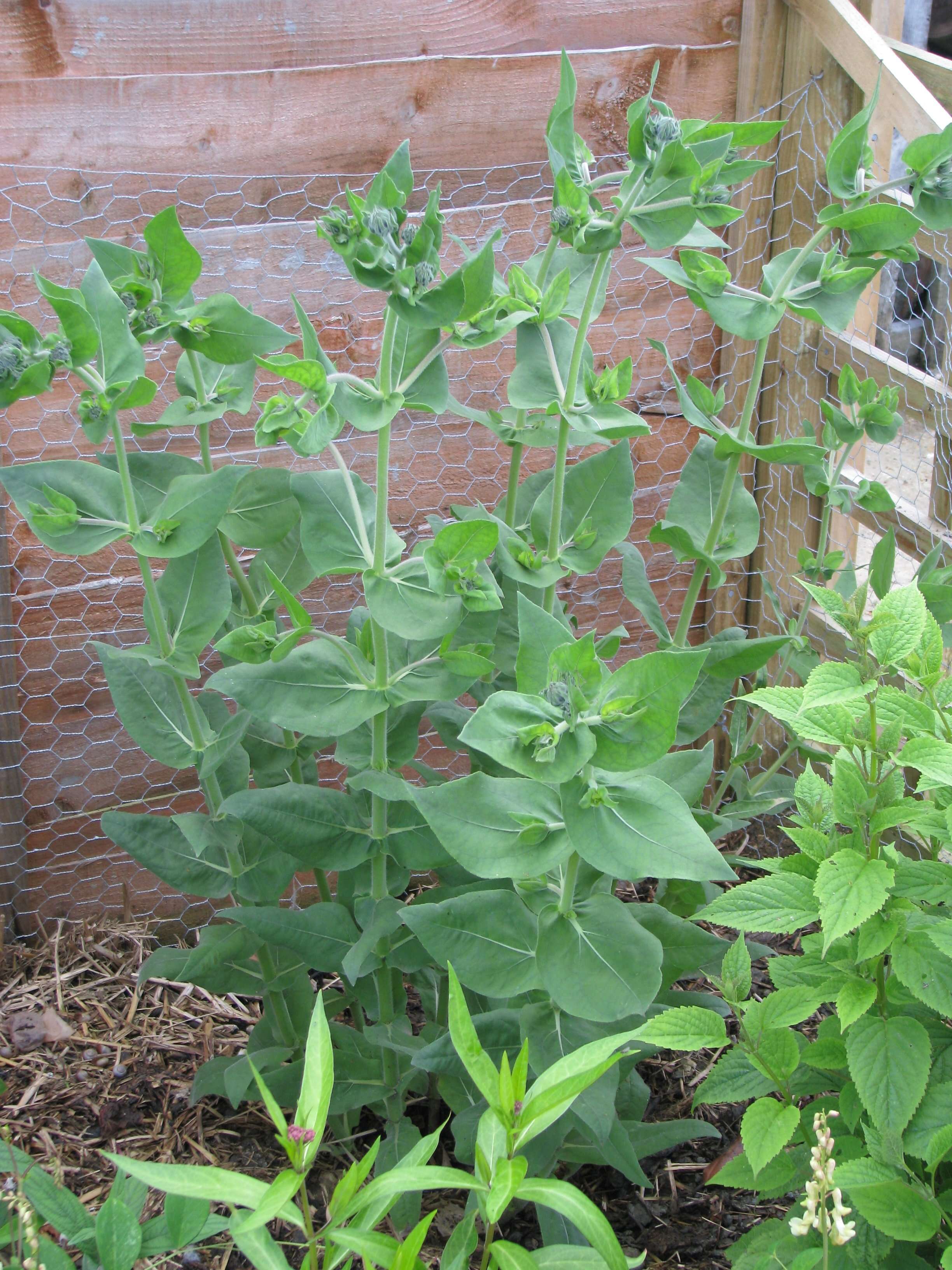 Image of ashy sunflower