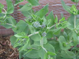 Image of ashy sunflower