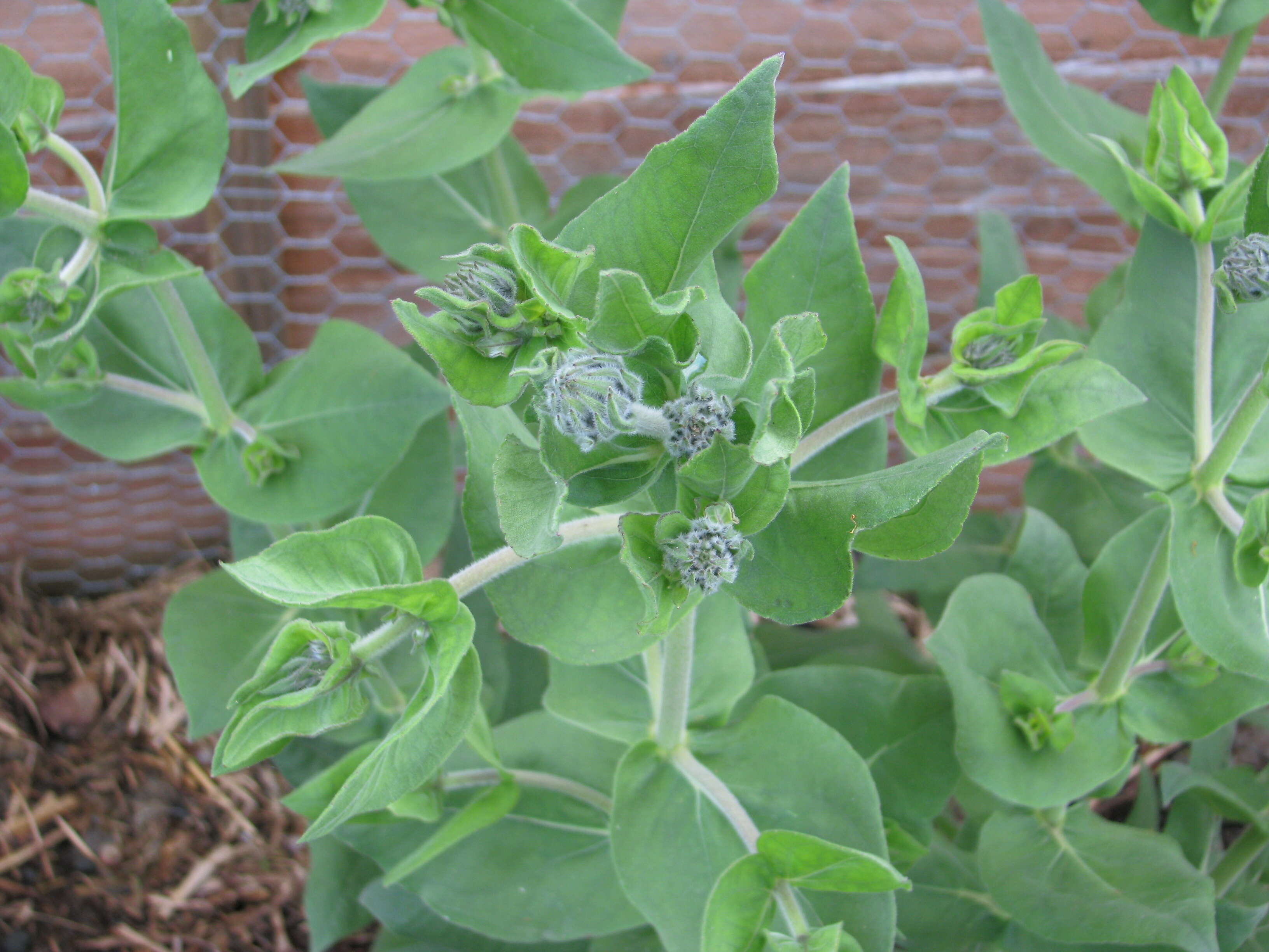 Image of ashy sunflower