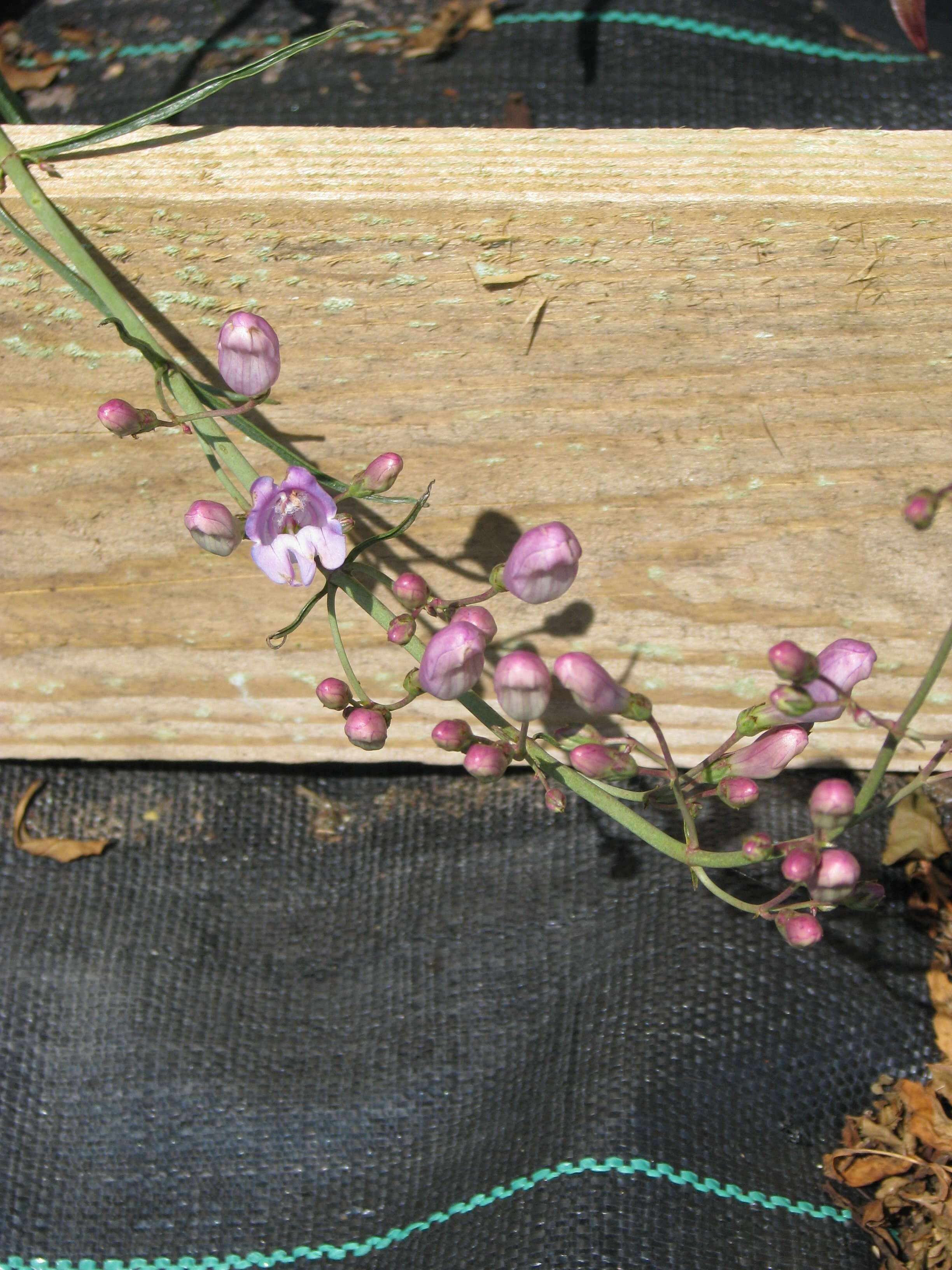 Image of dusty beardtongue