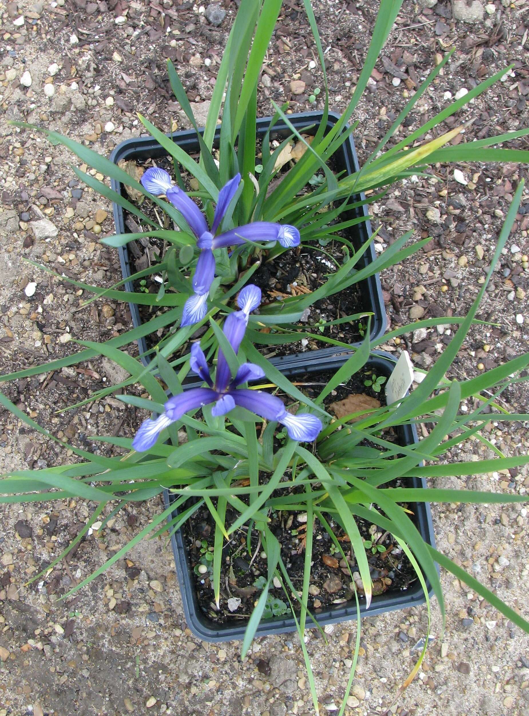 Image of Iris sintenisii Janka