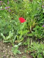 Image of tulip poppy