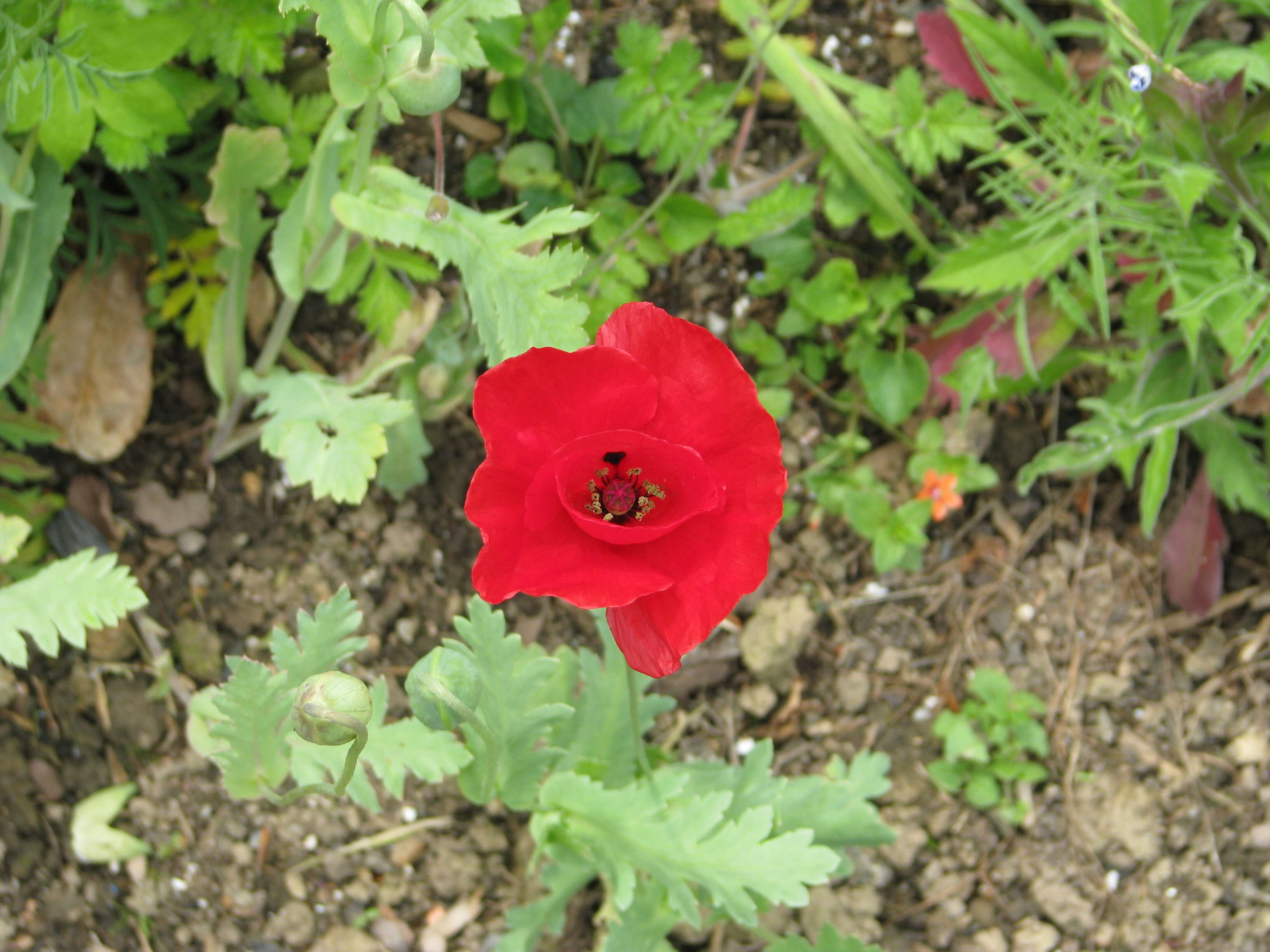 Image of tulip poppy