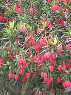 Image of Chilean Lantern Tree