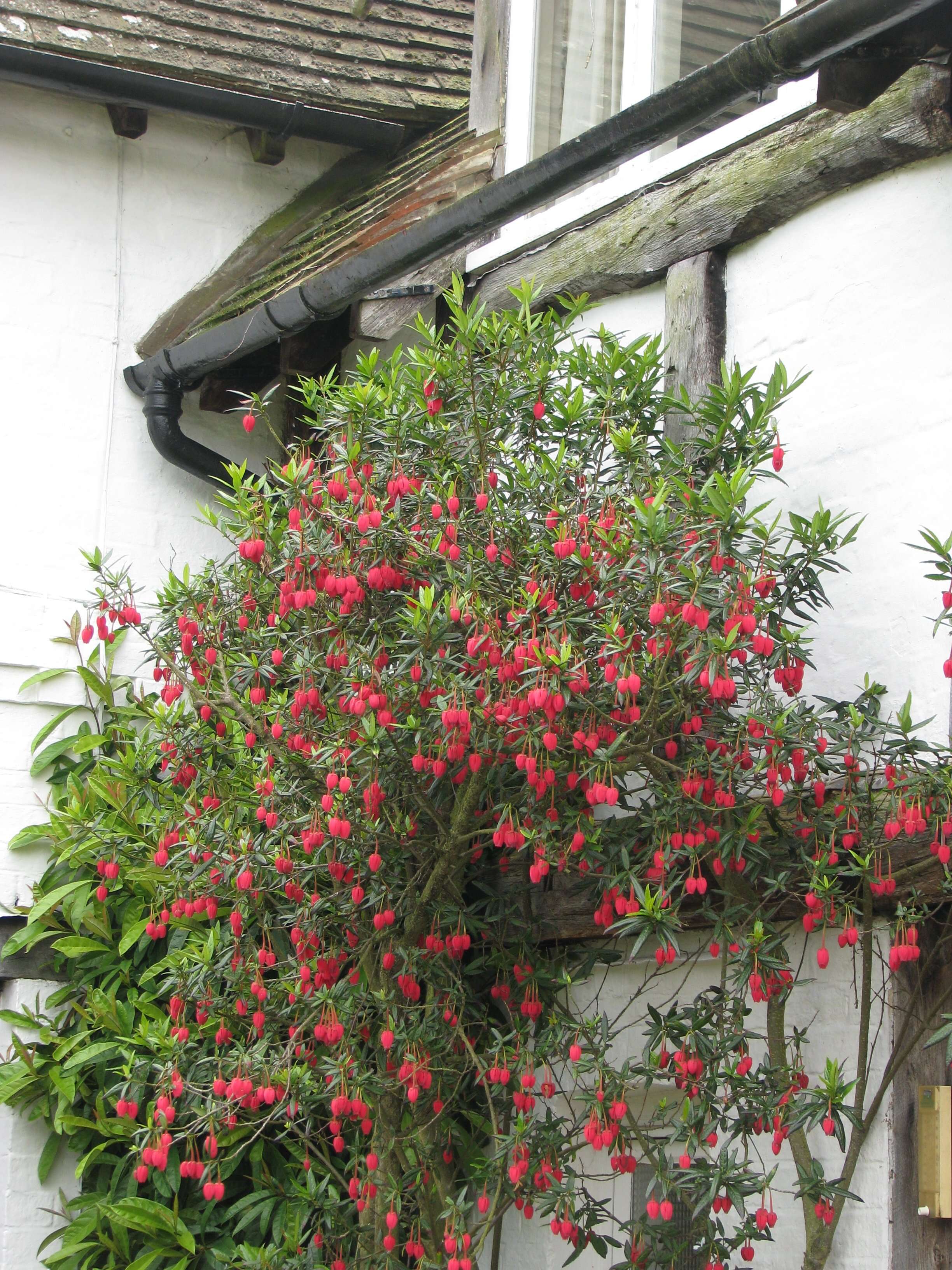 Image of Chilean Lantern Tree