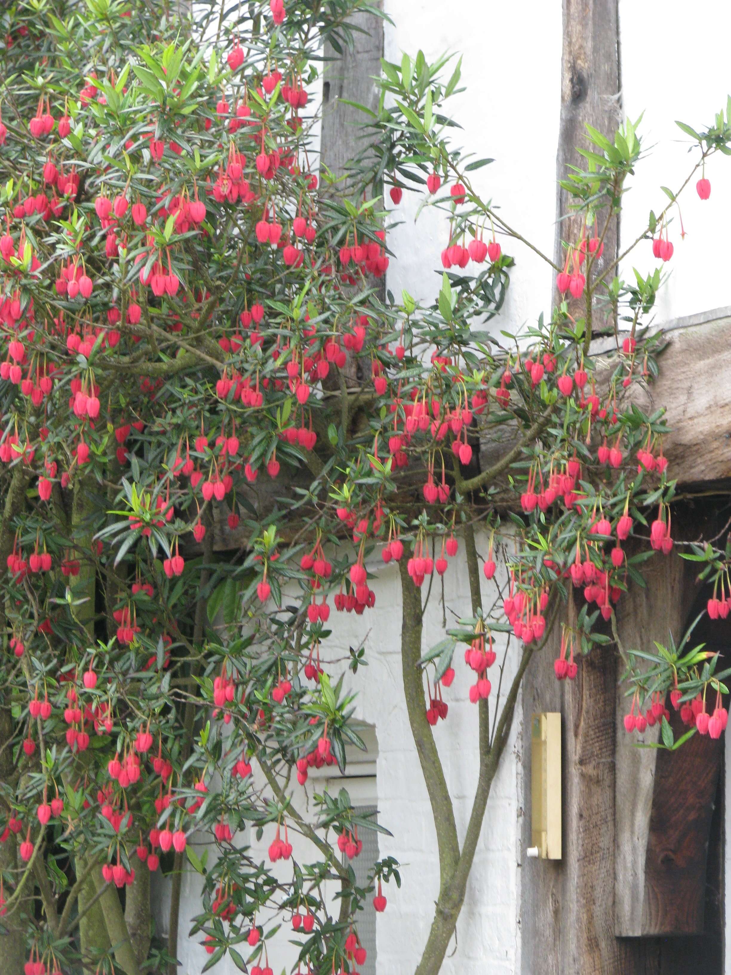 Image of Chilean Lantern Tree