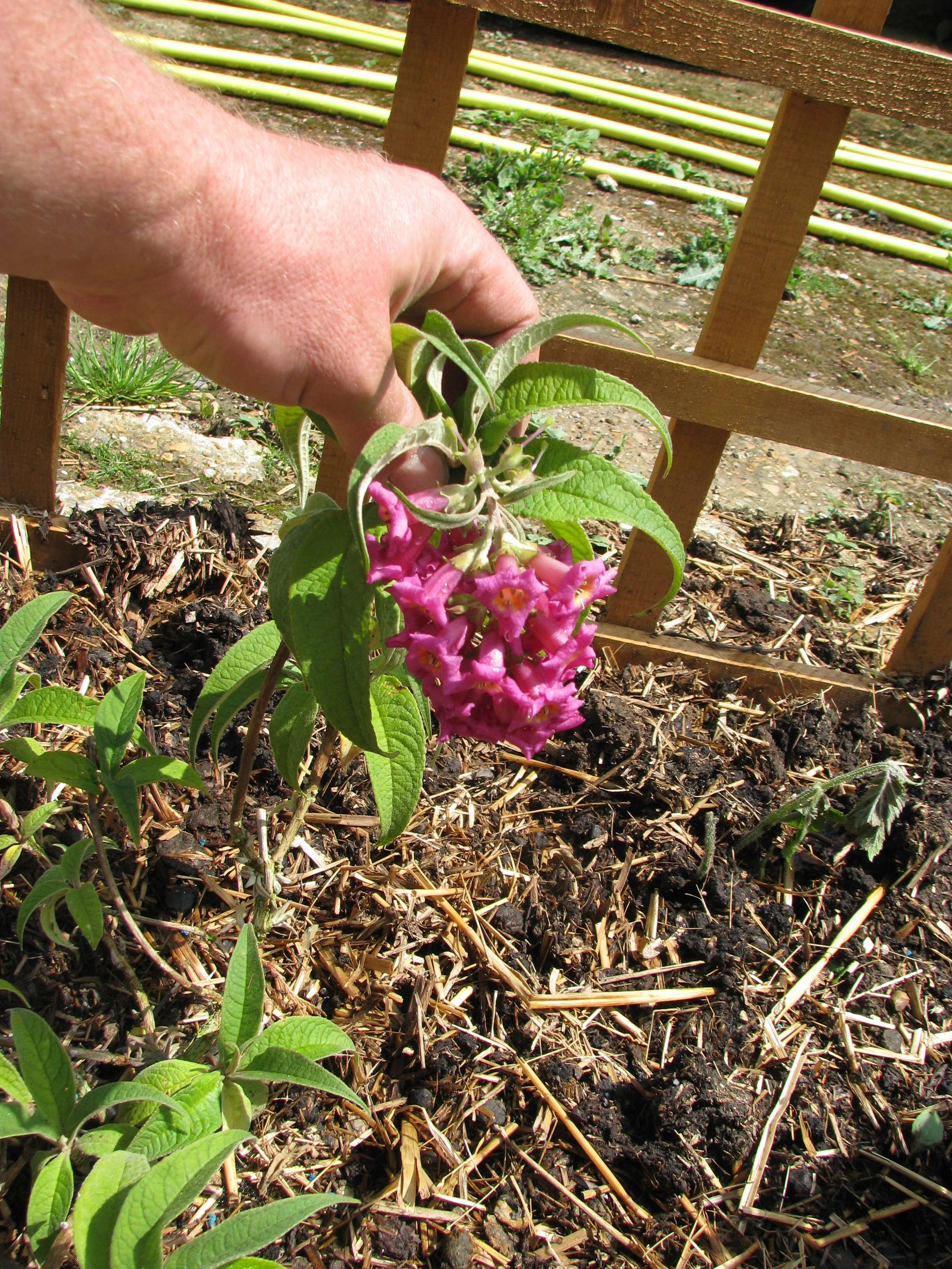 Sivun Buddleja colvilei Hook. fil. & Thomson kuva