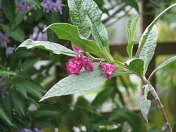 Sivun Buddleja colvilei Hook. fil. & Thomson kuva