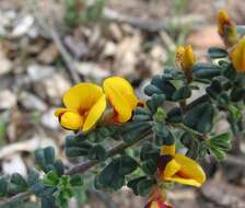 Sivun Pultenaea scabra R. Br. kuva