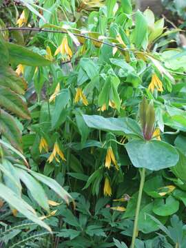 Image of largeflower bellwort