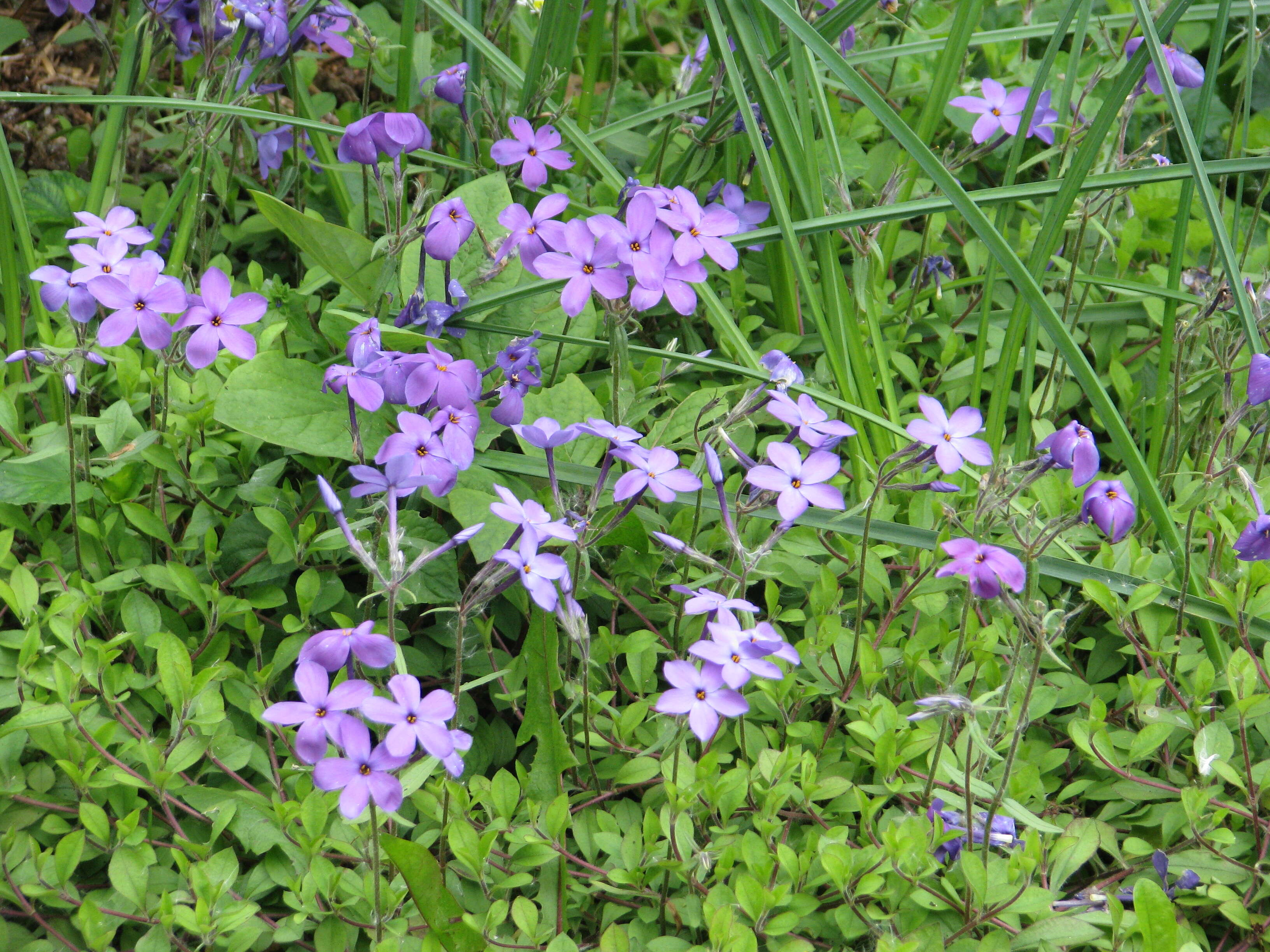 Image of creeping phlox