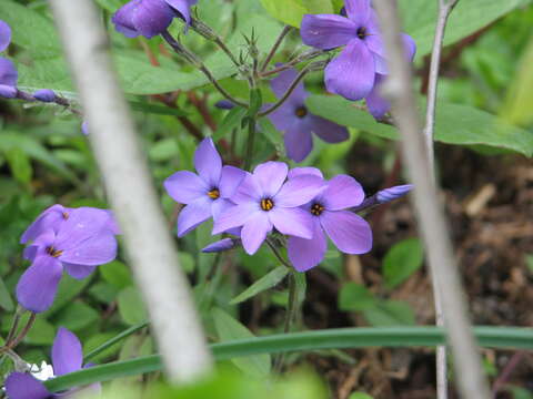 Image of creeping phlox