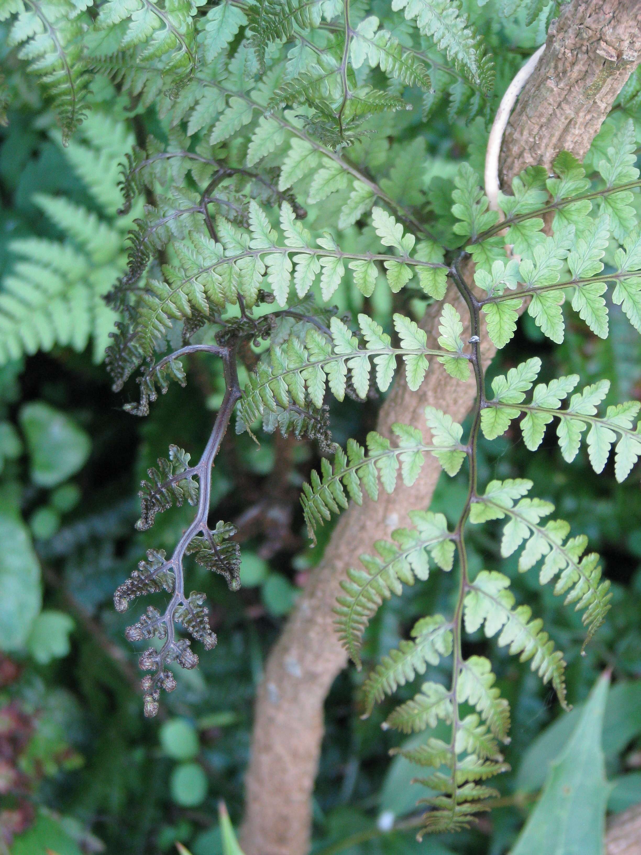 Sivun Athyrium otophorum (Miq.) Koidz. kuva