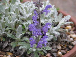 Image of Salvia cyanescens Boiss. & Balansa