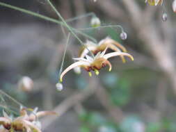 Image of Epimedium wushanense T. S. Ying