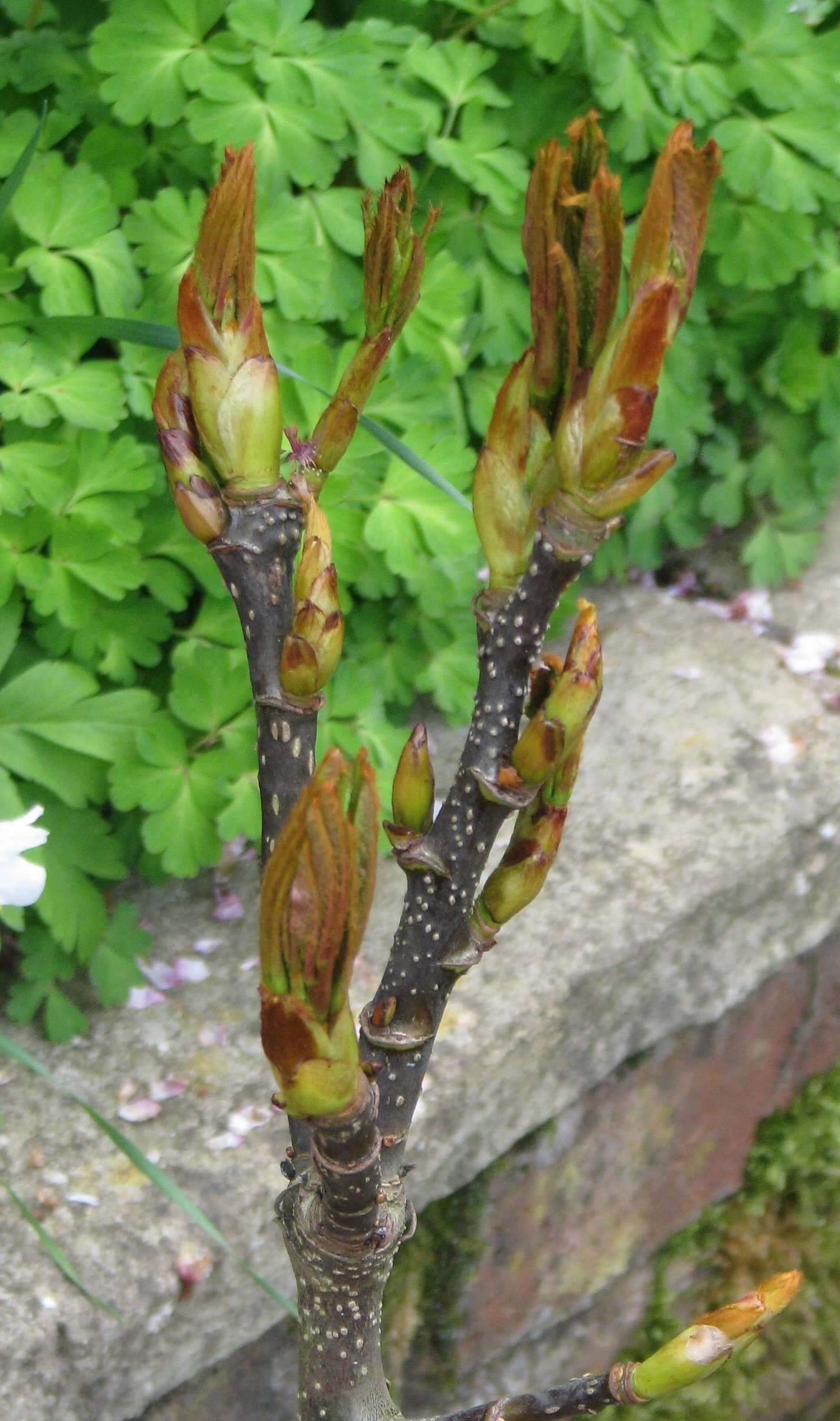 Image of Sorbus insignis (Hook. fil.) Hedl.