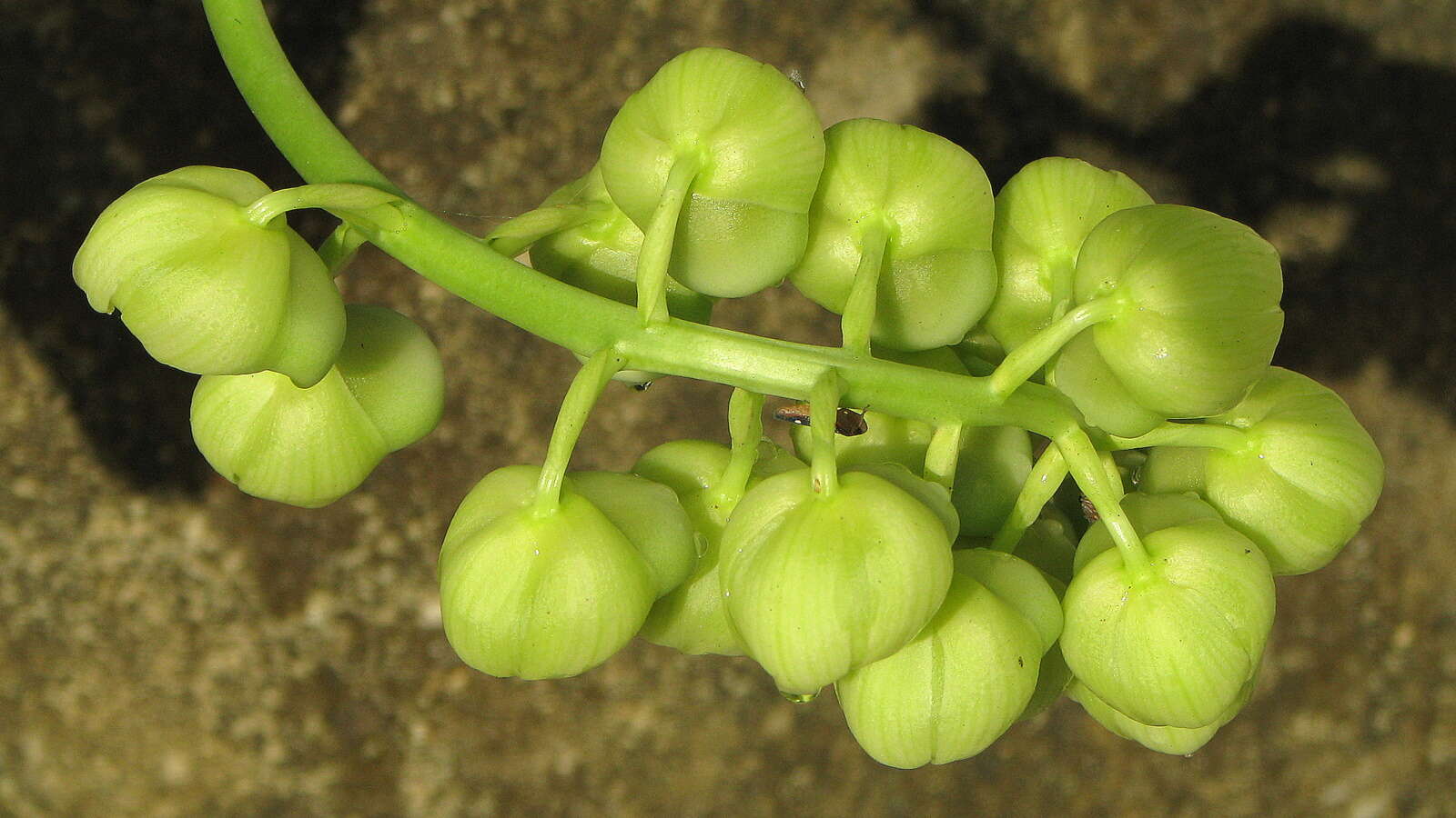 Imagem de Catasetum luridum (Link) Lindl.