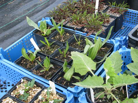 Wyethia angustifolia (DC.) Nutt. resmi