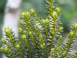 Ozothamnus ledifolius (A. Cunn. ex DC.) Hook. fil. resmi