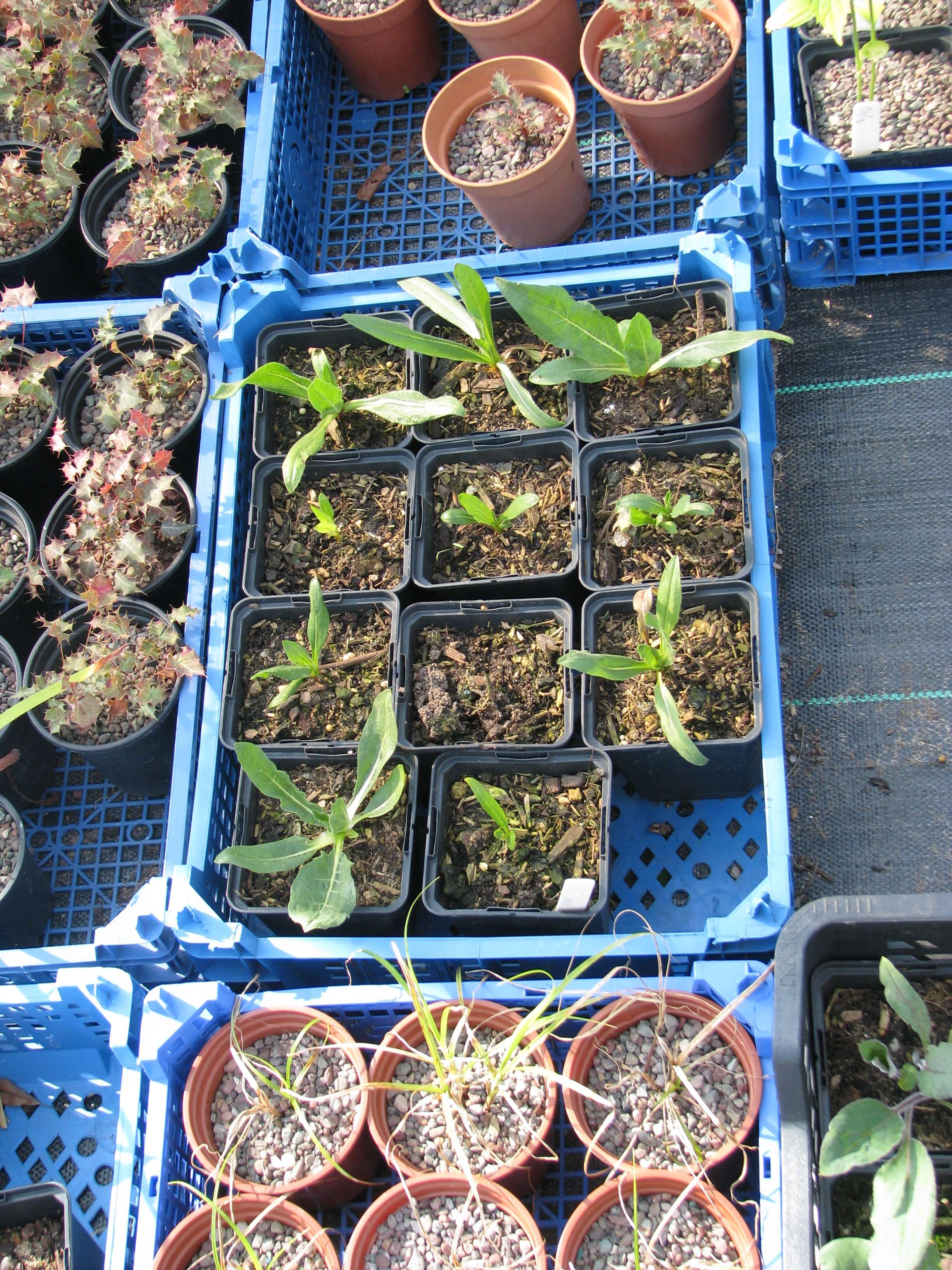 Wyethia angustifolia (DC.) Nutt. resmi