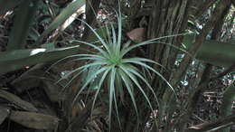 Image of Airplant