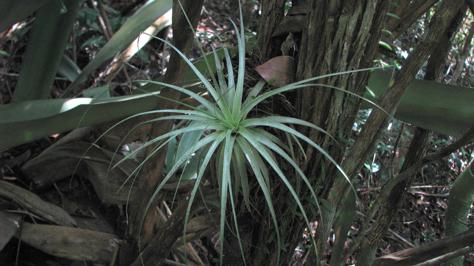 Image of Airplant