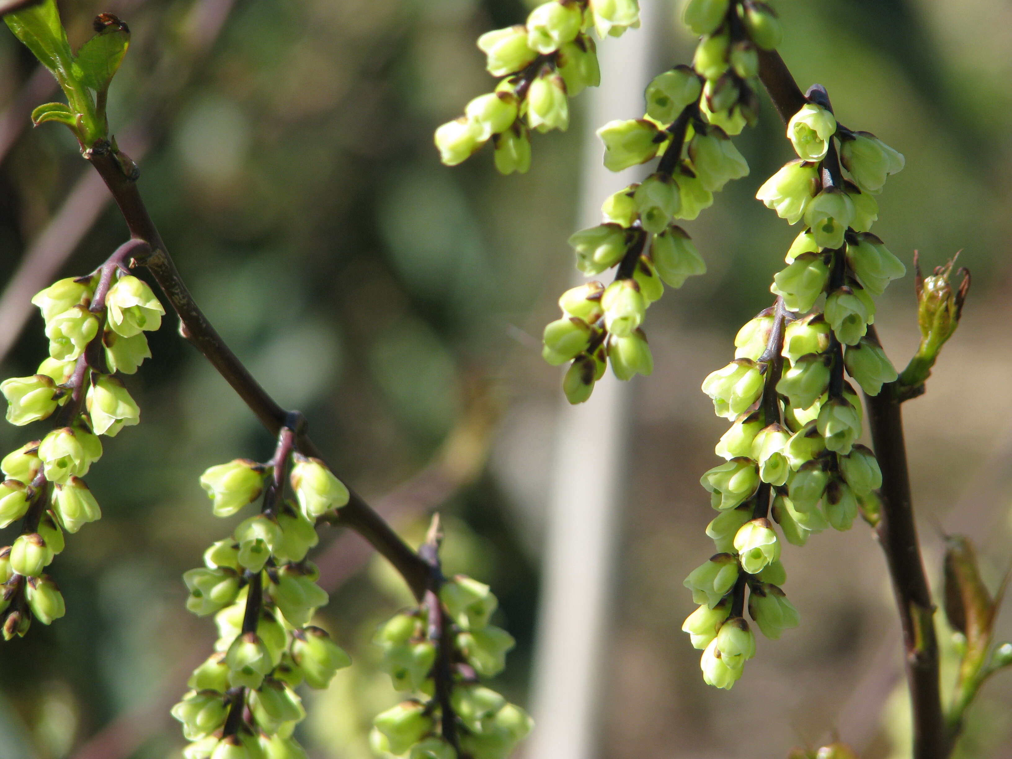 Image of Stachyurus chinensis Franch.