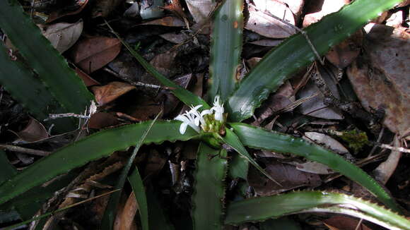 Image of Cryptanthus coriaceus Leme