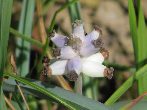 Image of Muscari racemosum Mill.