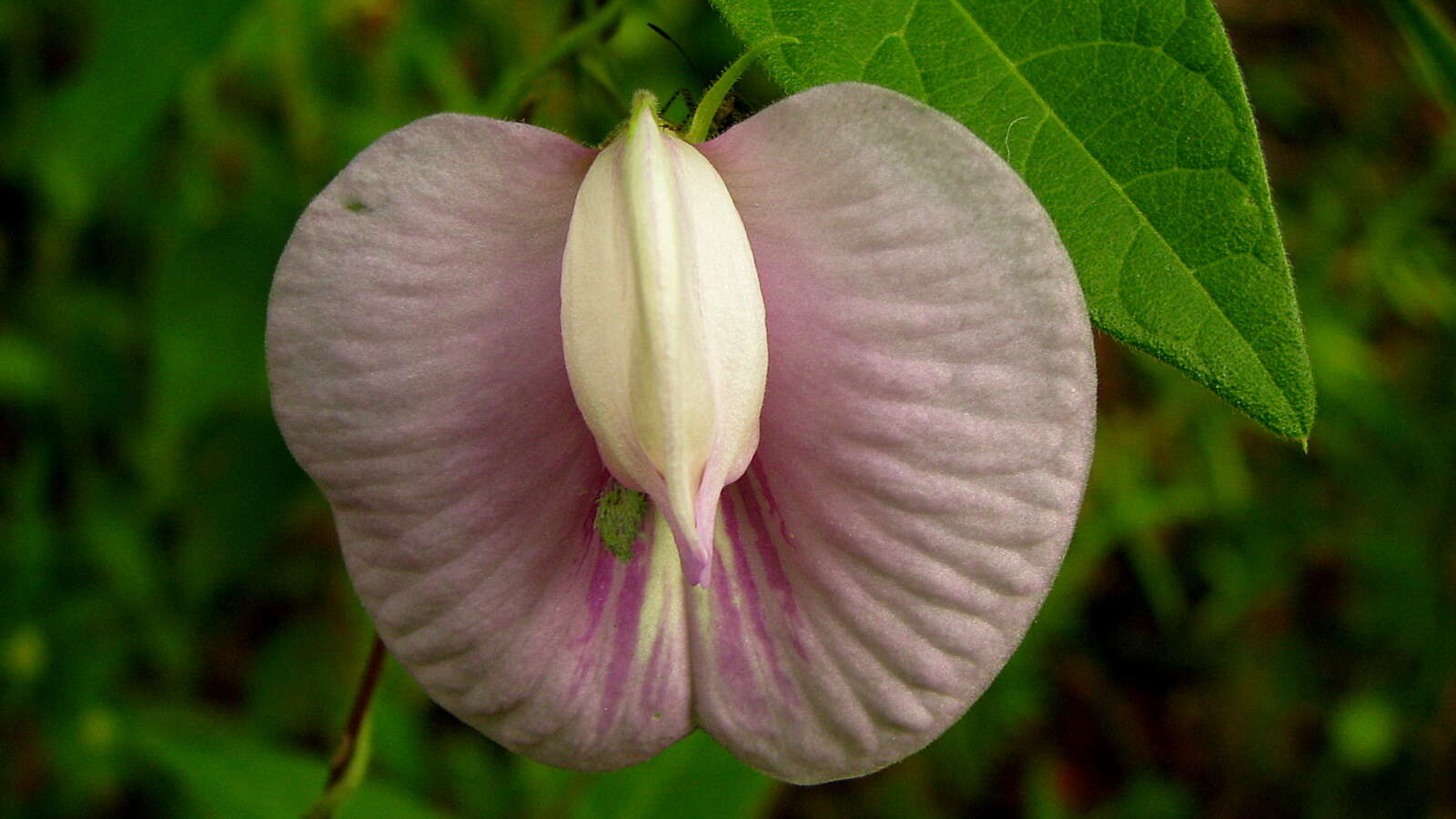 Image of spurred butterfly pea