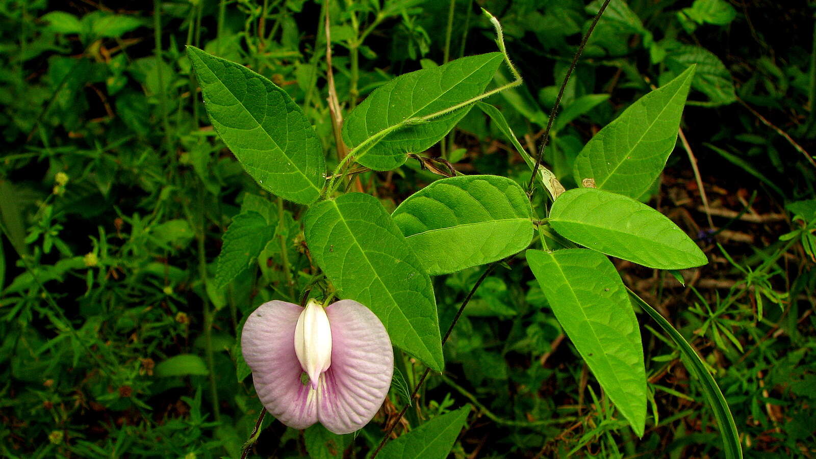 Image of spurred butterfly pea