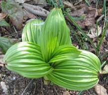 Image of black false hellebore