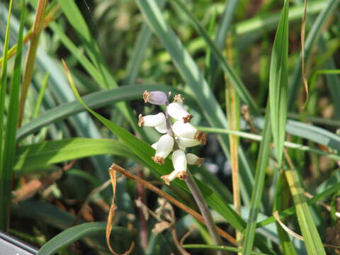 Image of Muscari racemosum Mill.