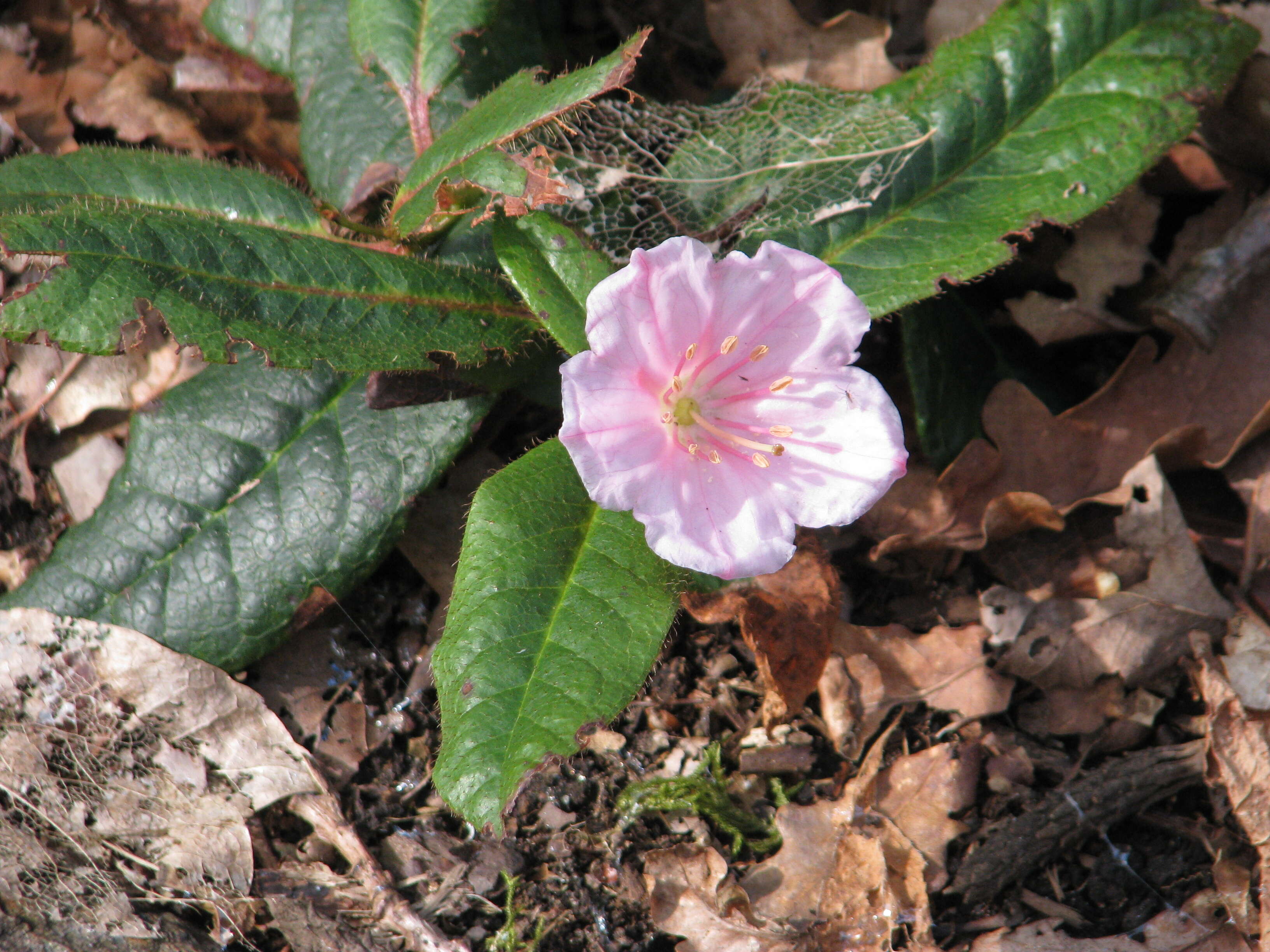 Sivun Epigaea gaultherioides (Boiss.) Takht. kuva