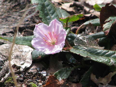 Sivun Epigaea gaultherioides (Boiss.) Takht. kuva