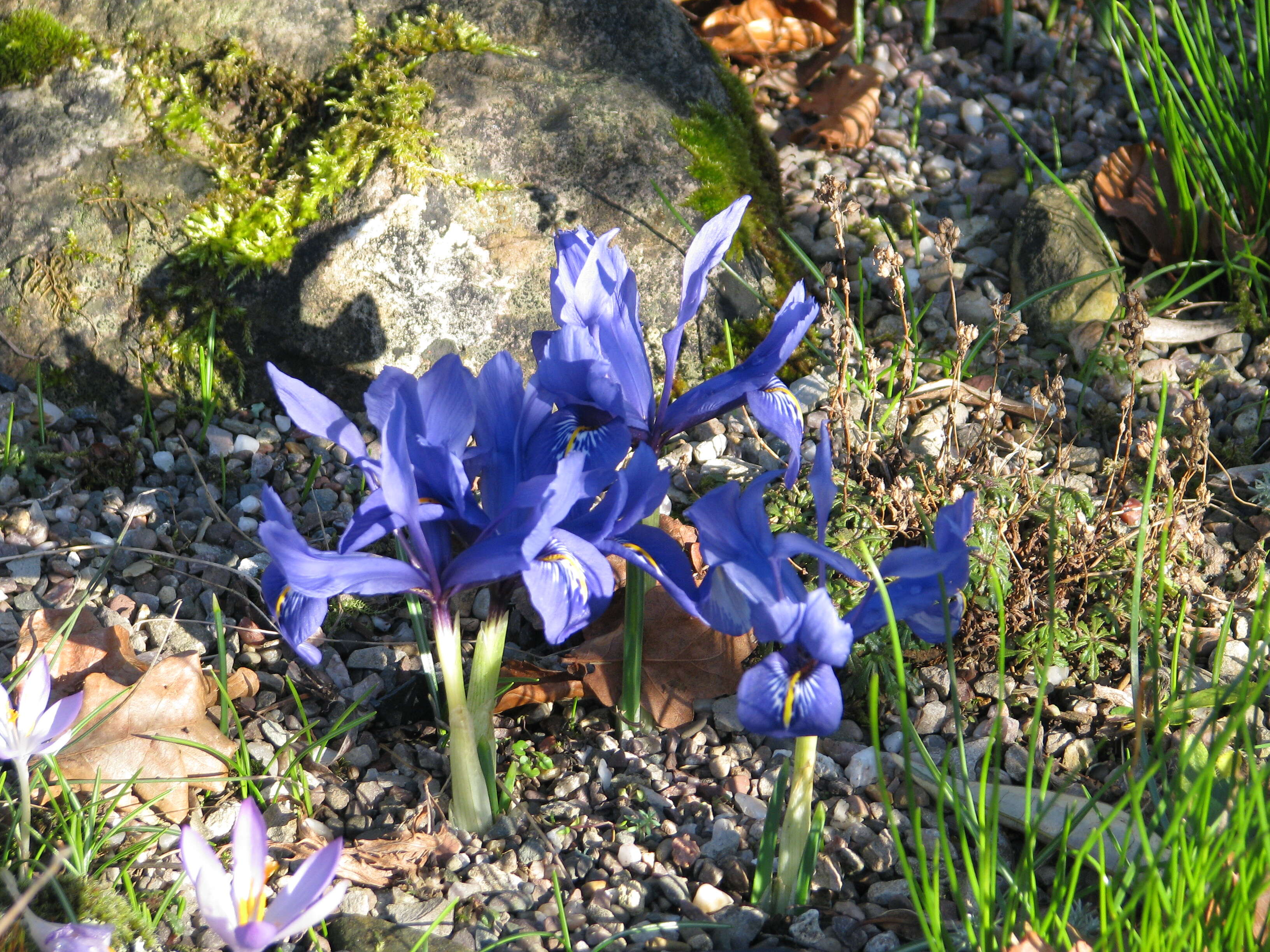 Image of Iris reticulata M. Bieb.