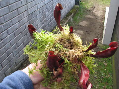 Image of purple pitcherplant