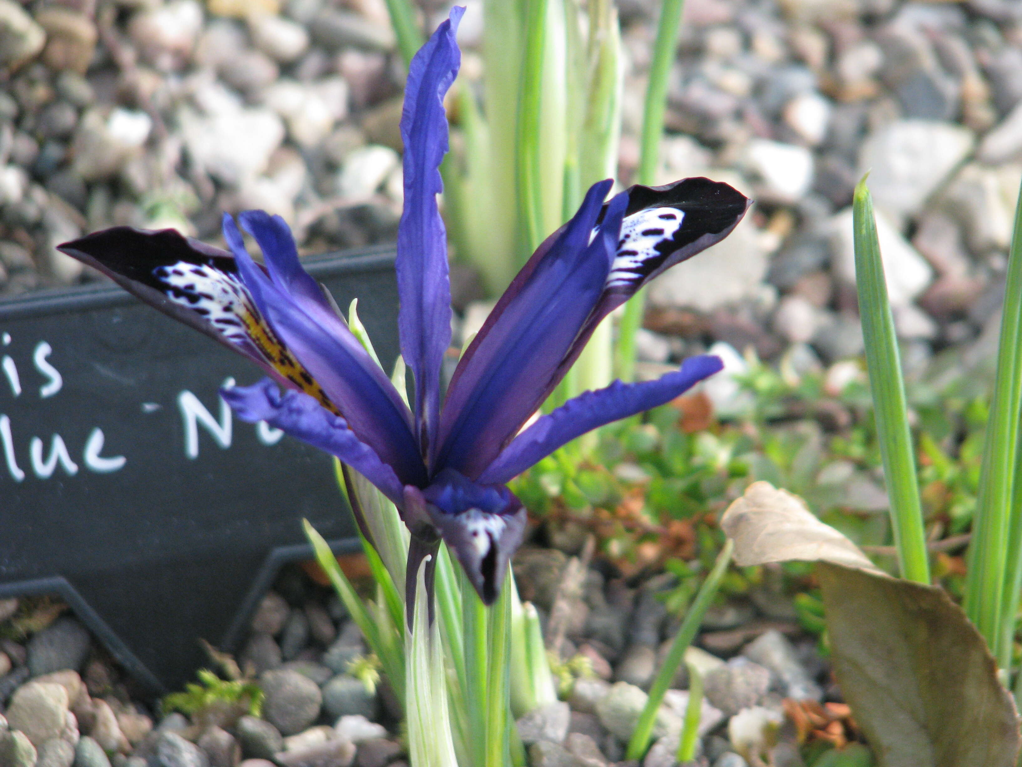 Image of Iris reticulata M. Bieb.