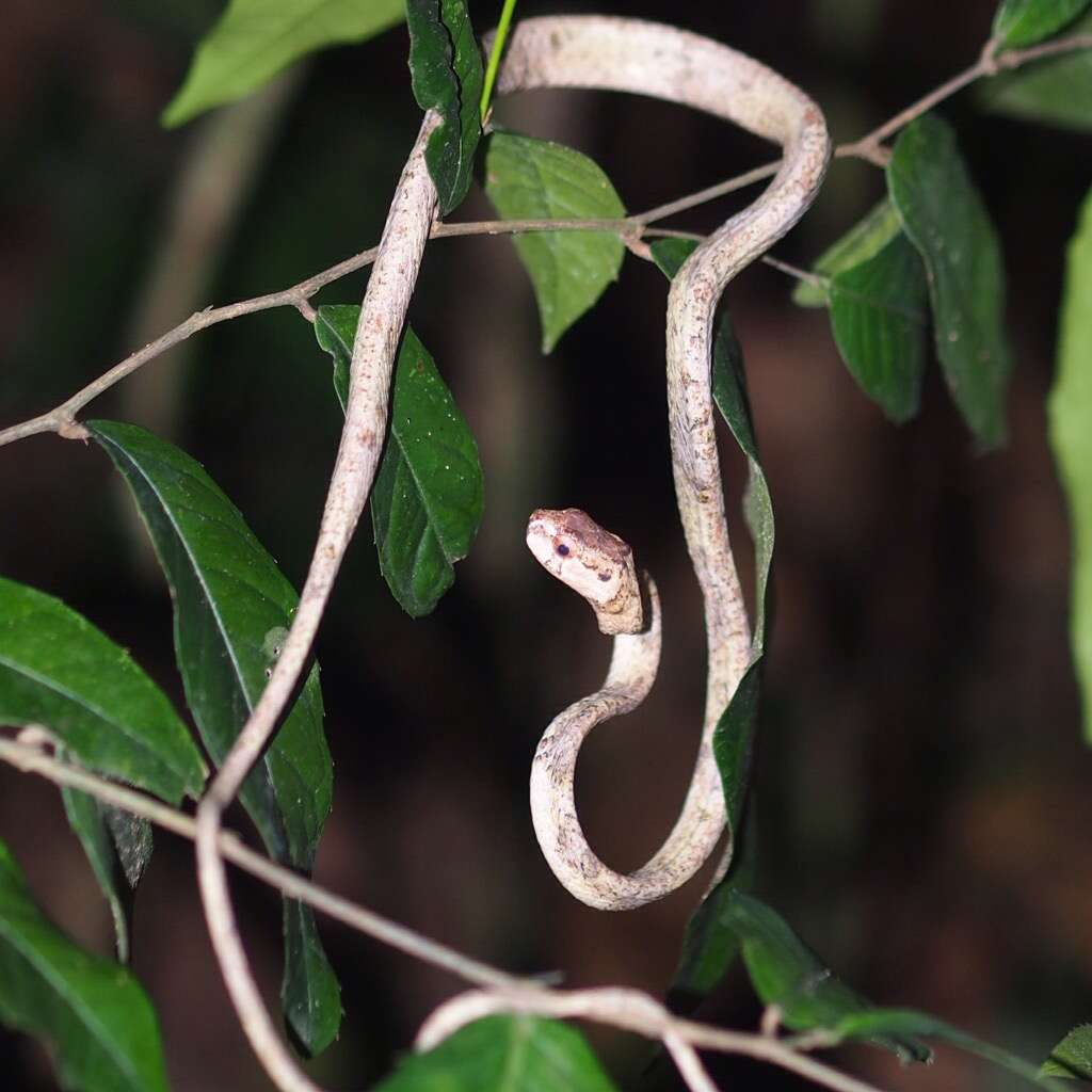 Image of Blunt-head Slug Snake