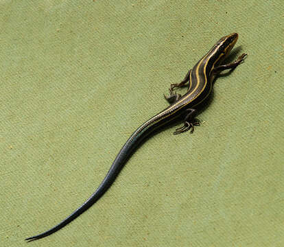 Image of Common Five-lined Skink