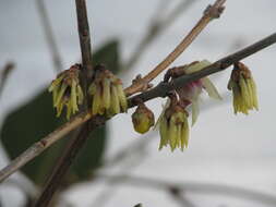 Image of Fragrant Wintersweet