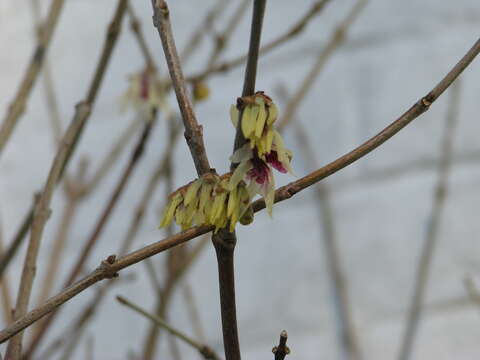 Image de Chimonanthus praecox (L.) Link