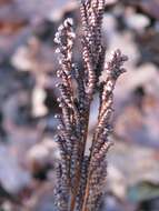 Image of sensitive fern