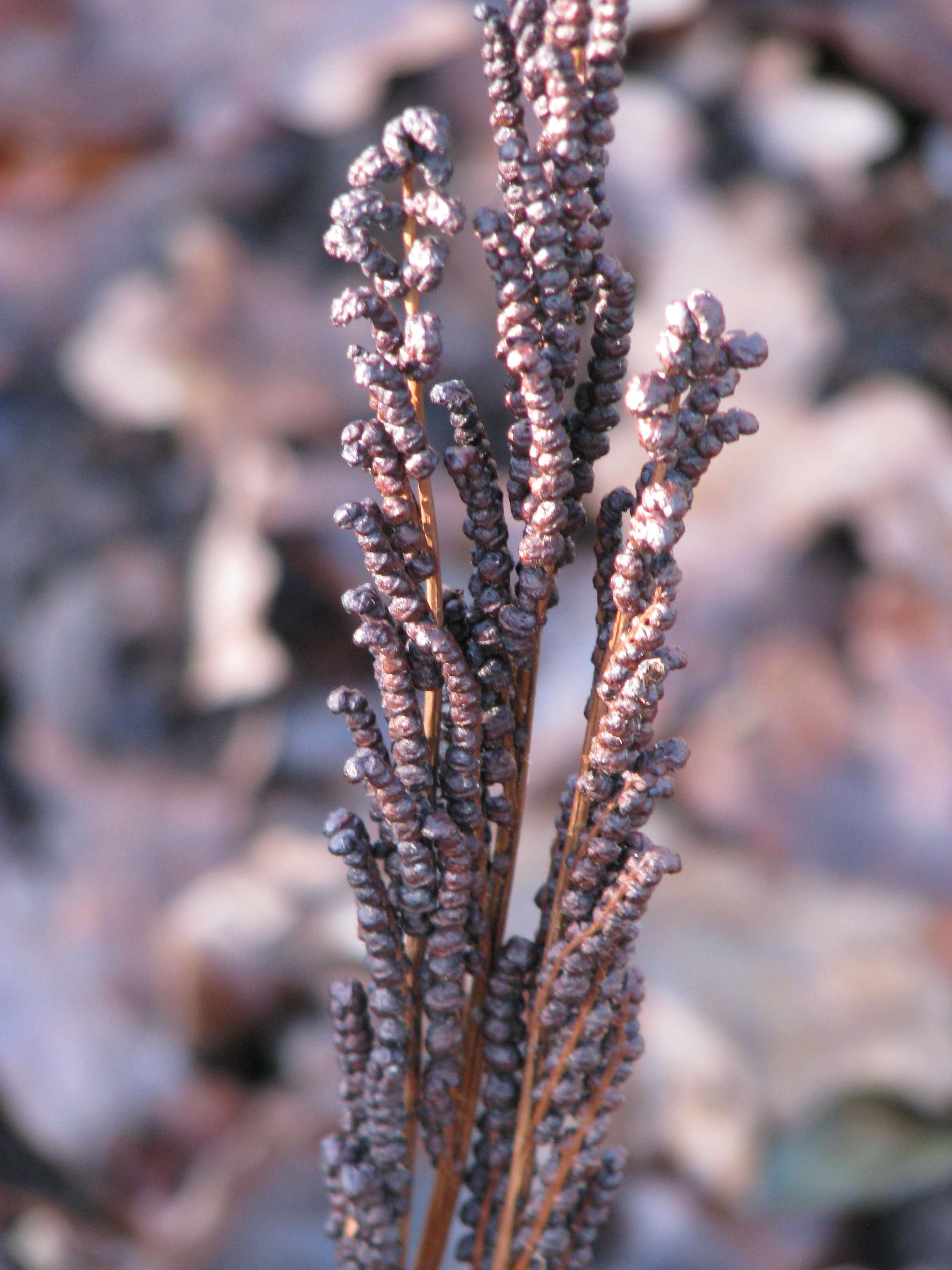 Image of sensitive fern